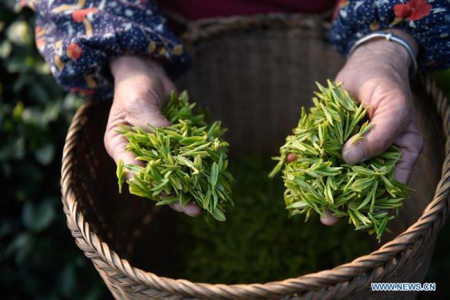 Des feuilles de thé fraîchement cueillies sont présentées dans une ferme au village de Longwucha à Hangzhou, capitale de la province chinoise du Zhejiang (est), le 20 mars 2019. La ville de Hangzhou est une région de production majeure du thé Longjing en Chine. (Xinhua/Huang Zongzhi)