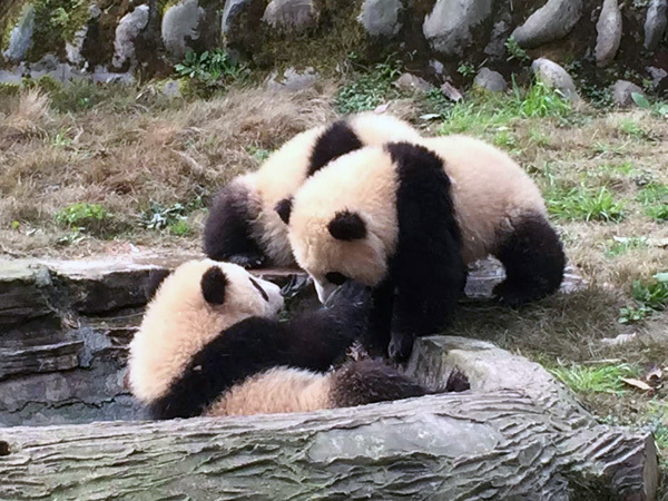 Les pandas géants s’amusent dans la base de pandas géants de Bifengxia dans le district Yucheng de Ya’an