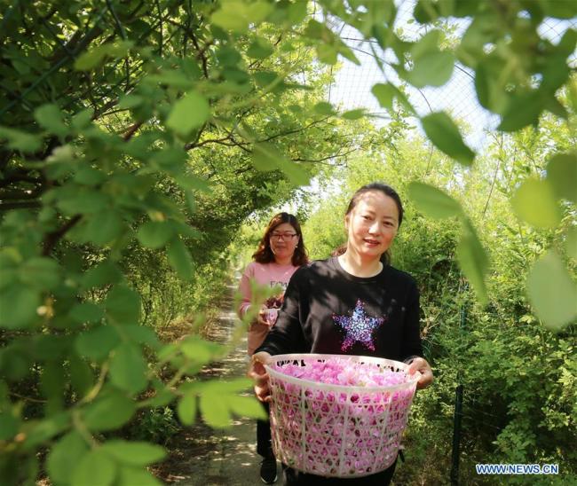 Des agricultrices transportent des roses fraîchement cueillies dans une plantation de roses au village de Shizhuang à Haian, dans la province chinoise du Jiangsu (est), le 5 mai 2019. Ces dernières années, le village de Shizhuang s'est engagé à développer l'industrie de la rose en tant que moyen d'augmenter les revenus de la population. (Xinhua/Xiang Zhonglin)