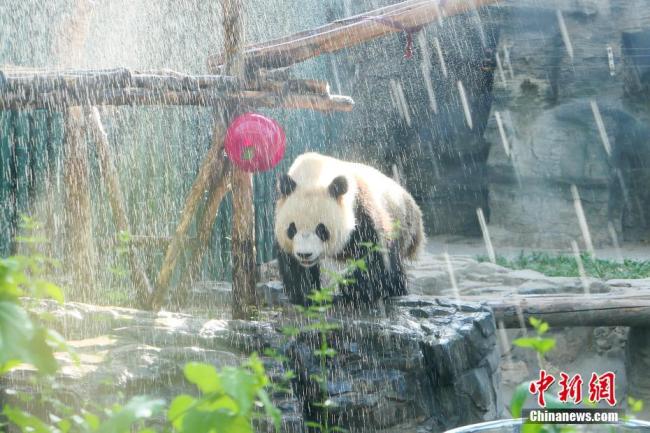 Photos : les pandas du zoo de Beijing luttent contre la chaleur