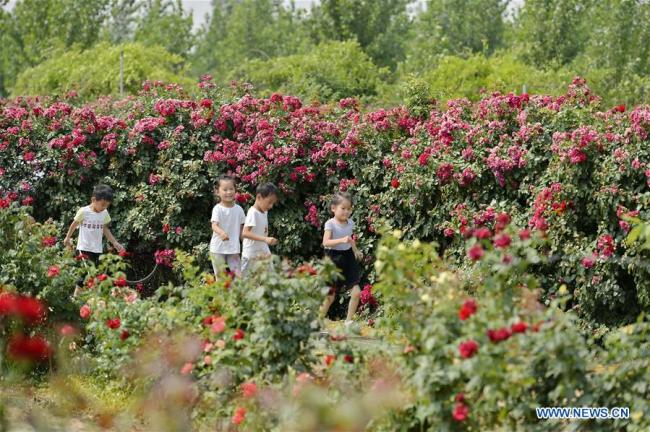 Photo aérienne prise le 15 juin 2019 montrant le labyrinthe formé de plus de 600.000 roses chinoises à Xingtai, dans la province chinoise du Hebei (nord). (Xinhua/Mou Yu)
