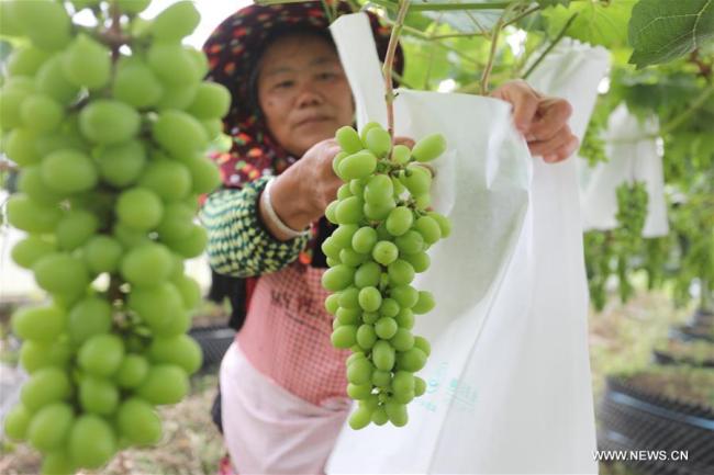 Une agricultrice prend soin des raisins dans une base de plantation de raisins au village de Fenghuang du bourg de Xiaoba à Bijie, dans la province du Guizhou (sud-ouest de la Chine), le 30 juin 2019. (Xinhua/Wang Qingze)