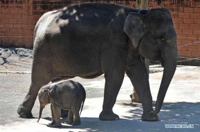 Photo prise le 13 juillet 2019 montrant un bébé éléphant de Sumatra et sa mère dans un zoo à Batu, en Indonésie. (Xinhua/A. Rochman)