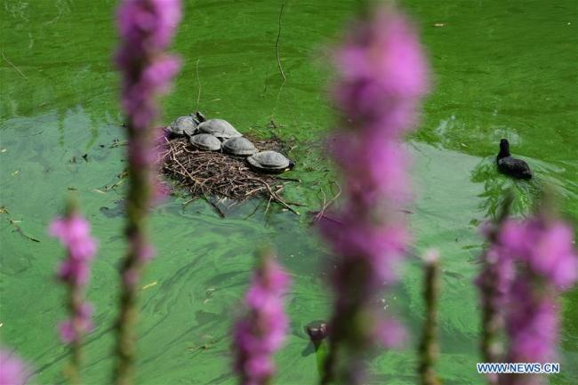 Photo prise le 4 août 2019 montrant des tortues dans le Parc Léopold à Bruxelles, en Belgique. (Xinhua/Zhang Cheng)