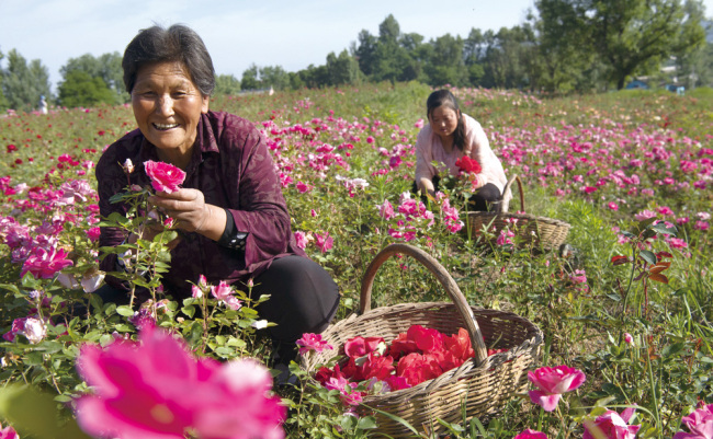 Le 6 juin 2018, la villageoise Zhang Zhenghao (à gauche) cueille des roses dans son jardin. Son revenu journalier est de 70 yuans. Une activité qui l’a aidée à sortir de son état de pauvreté. (Xinhua / Tao Ming)