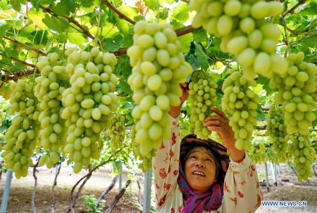 Une agricultrice cueille des raisins dans un village du bourg de Sangyuan dans le district de Huailai de la province du Hebei (nord de la Chine), le 9 septembre 2019. (Xinhua/Yang Shiyao)