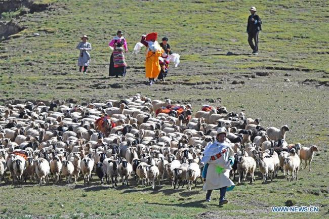 Des bergers conduisent un troupeau de moutons sur la colline du canton de Zhexia, dans la région autonome du Tibet (sud-ouest de la Chine), le 9 septembre 2019. 