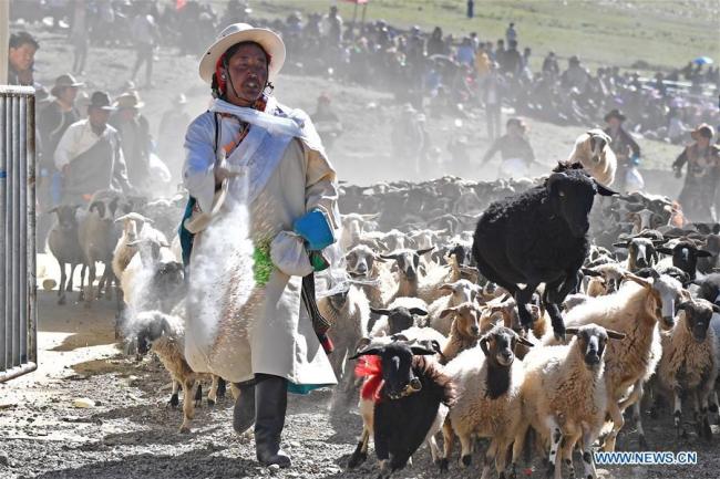 Un gardien de troupeaux disperse de l'orge des hautes terres pour prier afin que des troupeaux de moutons entrent dans le stade pour le spectacle de moutons.