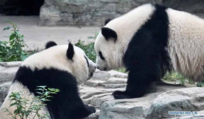 Les pandas jumeaux Mengbao et Mengyu s'installent dans leur nouveau foyer au zoo de Beijing, dans la capitale chinoise, le 13 octobre 2019. Les pandas jumeaux, nés en mai 2018 dans la base de recherche et de reproduction de pandas géants de Chengdu, capitale de la province chinoise du Sichuan (sud-ouest), sont arrivés au zoo de Beijing dimanche. Les jumeaux grandiront à Beijing. (Photo : Li Xin)