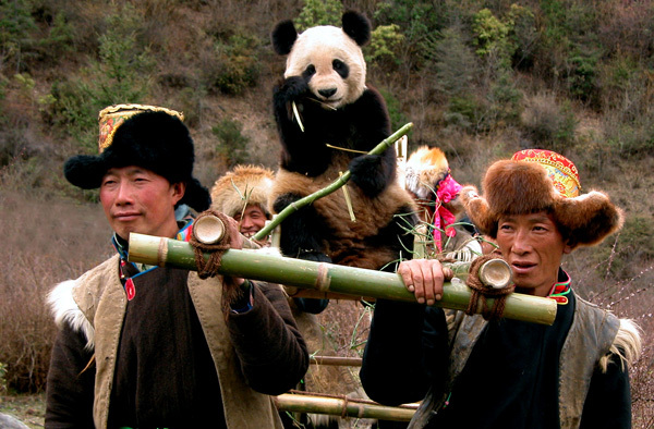 Les habitants considèrent le panda géant comme un objet sacré
