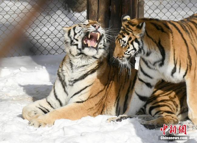 Photo prise le 18 novembre au parc des tigres de Sibérie de Changchun, dans la province chinoise du Jilin. Après des chutes de neiges, les tigres du parc ont profité d'un moment de jeu dans la neige sous un magnifique soleil.