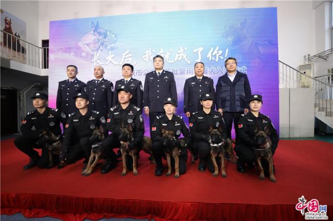 Le 20 novembre, une cérémonie s’est tenue sur la base des chiens policiers de Beijing pour célébrer l’entrée en fonction de six chiens clonés dans la force de la capitale chinoise.