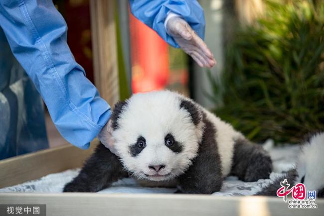 Les bébés pandas jumeaux du zoo de Berlin ont reçu leur noms