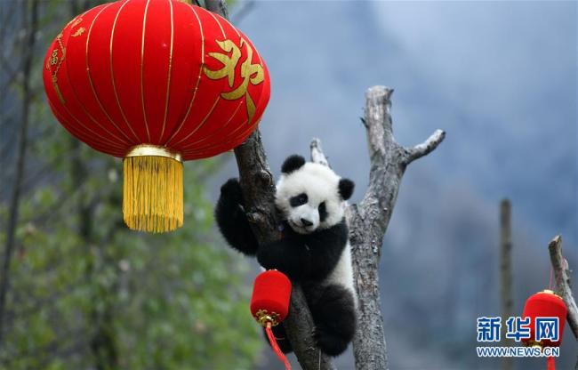 Les bébés pandas de Wolong présentent leurs vœux pour 2020