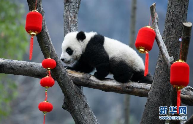 Le 17 janvier, les bébés pandas nés en 2019 dans le centre de recherche et de protection des pandas de Chine, situé dans la base de Shenshuping, dans la réserve naturelle de Wolong, ont présenté leurs meilleurs vœux pour 2020.