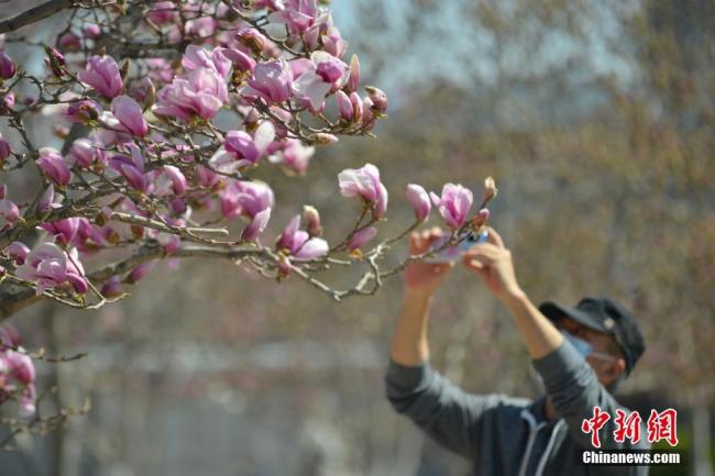 Le 22 mars, un visiteur prend des photos au parc international des sculptures de Beijing. Pour mieux assurer la sécurité des touristes, le parc a proposé plusieurs mesures pour contrôler les flux de visiteurs, dont une limite du nombre de personnes pouvant entrer chaque jour dans le parc et l’annulation du festival des fleurs de magnolia.