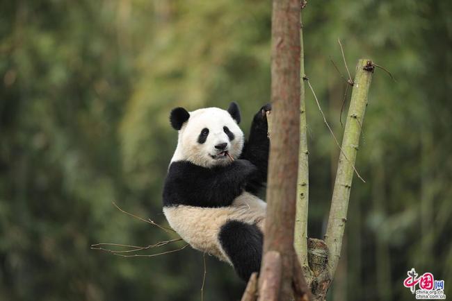 La Base de recherche et d'élevage des pandas géants de Chengdu, dans la province du Sichuan (sud-ouest), a rouvert mercredi ses portes au public avec une cérémonie spéciale. Respectant strictement les mesures de prévention contre l’épidémie de COVID-19, le parc est ouvert chaque jour de 8h30 à 17h, avec une limite au nombre de visiteurs quotidiens. Les visiteurs peuvent acheter les billets à l’avance sur Internet ou directement à l’entrée du parc avant 16h. (Photos / China.org.cn)