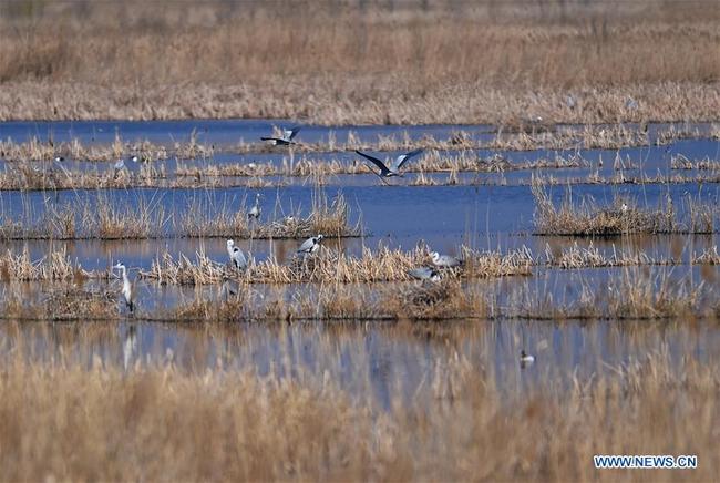 Paysage du lac des canards sauvages dans l'arrondissement de Yanqing à Beijing, capitale de la Chine, le 5 avril 2020. (Photo : Chen Zhonghao)