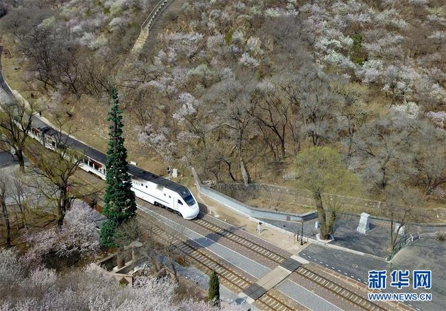 Photo aérienne prise le 8 avril, montrant un train stationnant à la gare de Qinglongqiao sur la ligne de chemin de fer Beijing-Zhangjiakou, à Beijing. Chaque année, durant la saison de la floraison des fleurs, cette gare centenaire attire de nombreux visiteurs. (Photos: Zhang Chenlin/Xinhua)