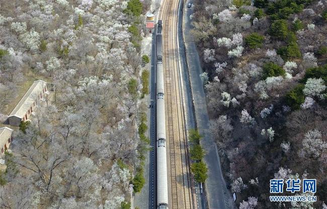 Photo aérienne prise le 8 avril, montrant un train stationnant à la gare de Qinglongqiao sur la ligne de chemin de fer Beijing-Zhangjiakou, à Beijing. Chaque année, durant la saison de la floraison des fleurs, cette gare centenaire attire de nombreux visiteurs. (Photos: Zhang Chenlin/Xinhua)