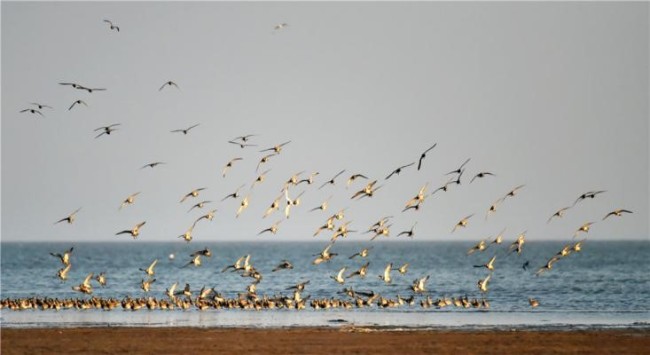 La vague d'oiseaux (Photo/Cui Xi)