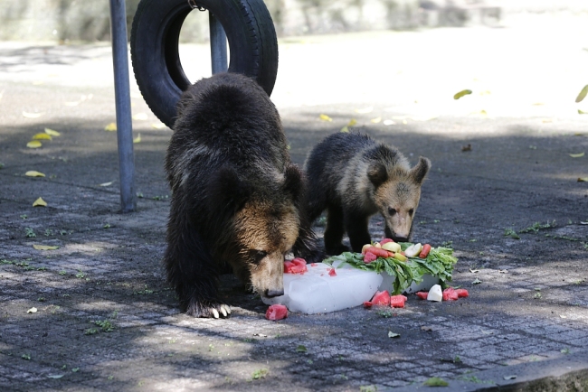 Le zoo de Chongqing aide ses animaux à fuir la chaleur