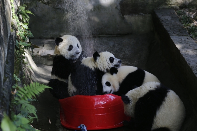 Des pandas en train de prendre une douche, le 4 août, au zoo de Chongqing. 
