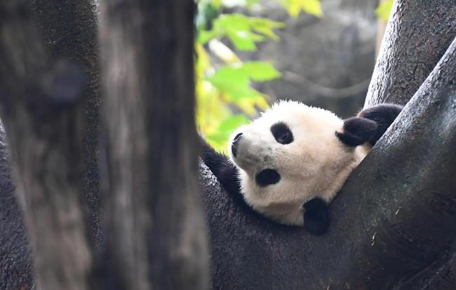 Un panda joue dans le Centre de recherche sur les pandas géants de Chengdu, dans la province du Sichuan, le 7 août 2020.