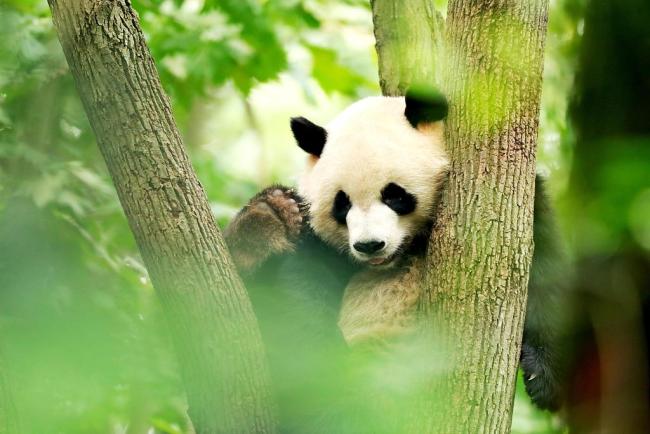 Le panda géant Zhima désigné mascotte « Rongbao » de l'Universiade de Chengdu