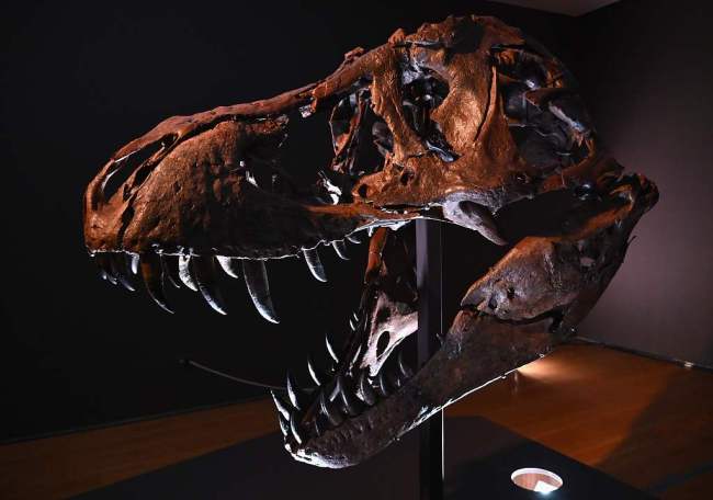Un squelette de T-Rex bientôt mis aux enchères à New York