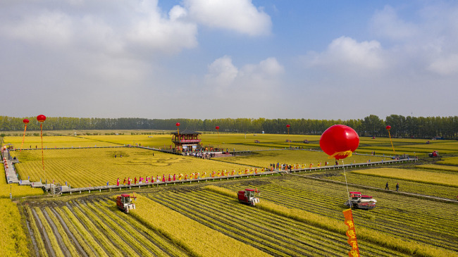 Le mardi 22 septembre marque le Festival des récoltes des agriculteurs de Chine. Toutes sortes d'activités agricoles ont été organisées à travers le pays pour célébrer la bonne récolte de l'année et souhaiter une vie heureuse aux agriculteurs. 