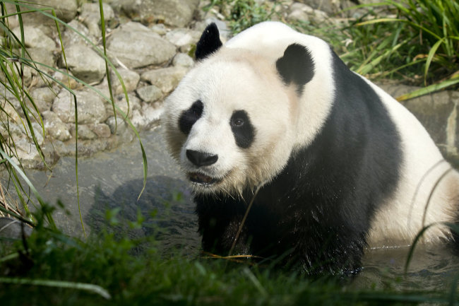 Le zoo d’Édimbourg envisage de renvoyer ses pandas en Chine pour cause de difficultés financières