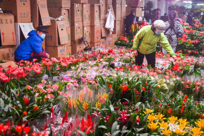 A l’approche de la fête du Printemps, les ventes de fleurs sont en hausse dans un marché aux fleurs situé dans le district de Fengtai, à Beijing.(Photo/CFP)