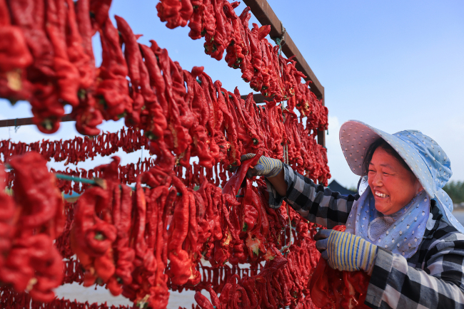 Un villageois fait sécher des piments dans un village du comté de Bohu, dans la région autonome ouïghoure du Xinjiang (nord-ouest de la Chine), en août 2021.