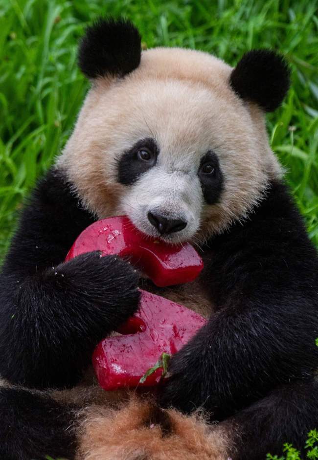 Le panda Mengxiang en train de manger son gâteau d’anniversaire spécialement préparé par les employés du zoo, le 31 août, à Berlin.