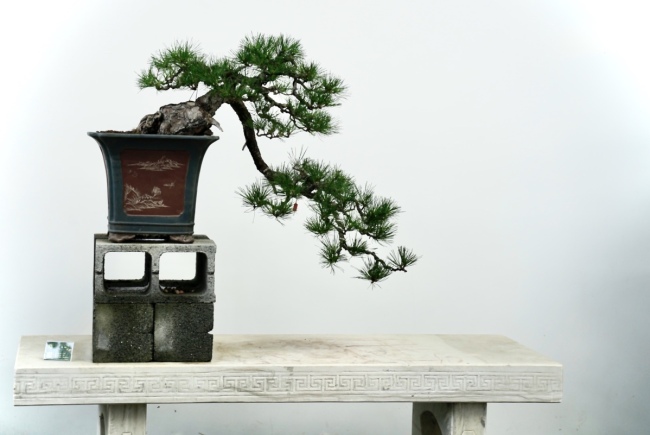 Τα μικροσκοπικά δέντρα μπονσάι αρέσουν ιδιαίτερα στους Κινέζους πελάτες και η αγορά αυξάνεται κατά 10 τοις εκατό κάθε χρόνο. [Φωτογραφία: Zhou Lanxu και Wang Jia / chinadaily.com.cn]