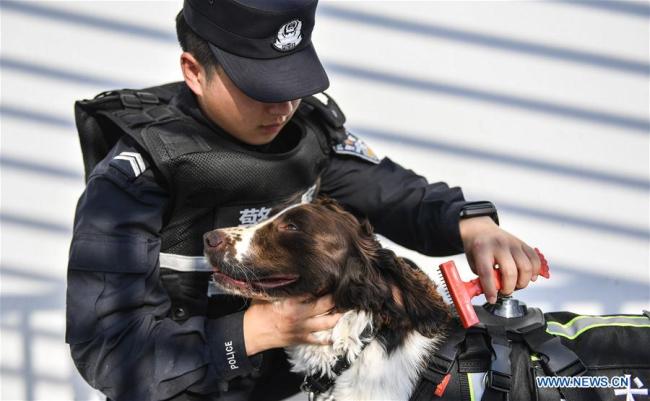 Ο σκύλος Χέι-Σα απολαμβάνει το βούρτσισμα από τον εκπαιδευτή του Τζιανγκ Φενγκ στο Μπαϊσάν, στην επαρχία Τζιλίν της βορειοανατολικής Κίνας, στις 22 Ιουνίου 2020. 