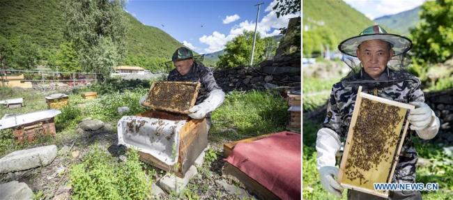 Η συνδυαστική φωτογραφία που τραβήχτηκε στις 12 Ιουνίου 2020, δείχνει τον Σιονγκ Ντεζούν, έναν θιβετιανό μελισσοκόμο, να φροντίζει τις μέλισσες (αριστερά) και να ποζάρει για μια φωτογραφία με τις μέλισσες (δεξιά) στο χωριό Ντανμπό, του Αυτόνομου Νομού Θιβετιανών Άμπα και Τσιανγκ, στην επαρχία Σιτσουάν της νοτιοδυτικής Κίνας. (φωτογραφία: Xinhua)