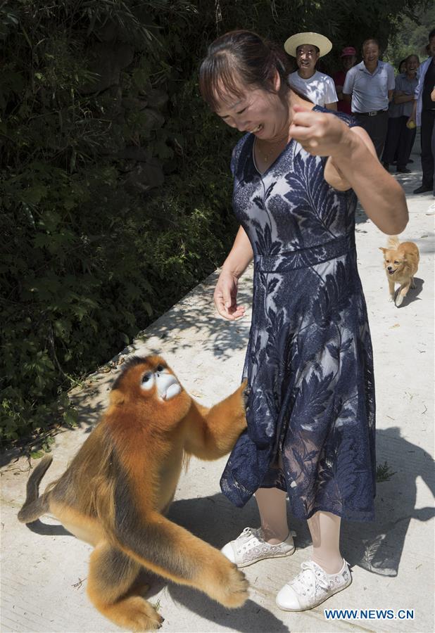 Στην φωτογραφία μια «χρυσή μαϊμού» (golden snub-nosed monkey) με μια χωρική που την ταΐζει, στο χωριό Μαοπίνγκ της κωμόπολης Μαοπίνγκ στην κομητεία Γιανγκσιέν, επαρχία Σαανσί της ΒΔ Κίνας, στις 2 Αυγούστου 2020. (Xinhua / Tao Ming)