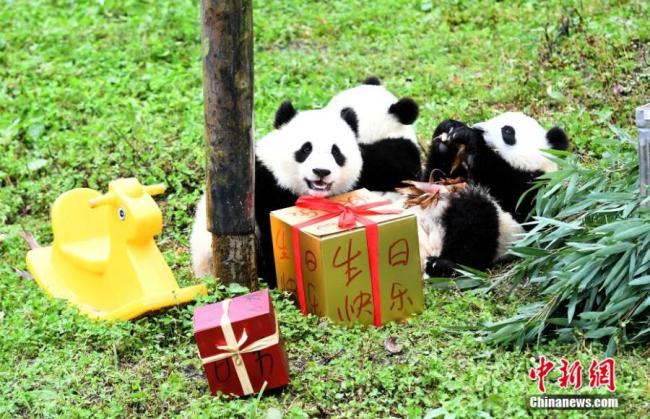 Λαβαίνοντας τα δώρα τους, τα μωρά πάντα γιόρτασαν τα γενέθλιά τους σε ένα πάρτι που οργανώθηκε στο Βάση Σενσουπίνγκ της επαρχίας Σιτσουάν στην νοτιοδυτική Κίνα στις 16 Σεπτεμβρίου 2020.