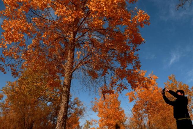 Τουρίστας φωτογραφίζει τα δέντρα (populus euphratica) στα φθινοπωρινά τους χρώματα στο Μογκάο του Ντουνχουάνγκ, στην επαρχία Γκανσού στις 10 Οκτωβρίου 2020.<br>