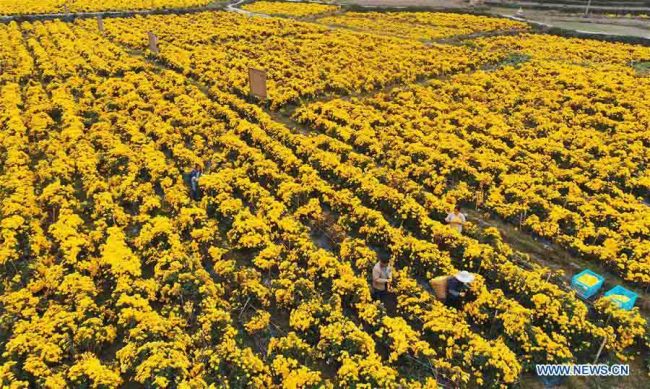 Η εναέρια φωτογραφία δείχνει χωρικούς να μαζεύουν λουλούδια χρυσάνθεμου στο χωριό Τζινσί του Σιμά κοντά στην κομητεία Λονγκλί της επαρχίας Γκουιτζόου της νοτιοδυτικής Κίνας, στις 27 Οκτωβρίου 2020. <br><br>
