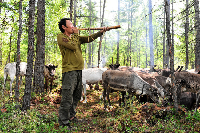 Ο Σουομπίν, ένας κυνηγός, χρησιμοποιεί την «σφυρίχτρα των ταράνδων» για να καλέσει τα άγρια ελάφια σε ένα σημείο βαθιά μέσα στα Μεγάλα Όρη του Χινγκάν. Αυτή είναι η μοναδική «σφυρίχτρα» που απομένει σε αυτή τη φυλή εκτροφέων ταράνδων. [Φωτογραφία από WANG WEI / FOR CHINA DAILY]