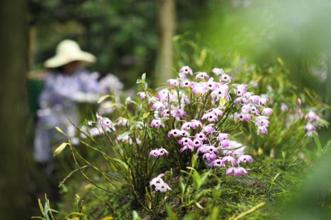 Αγρότες μαζεύουν άνθη του είδους dendrobium στο Τσισούι, στην επαρχία Γκουιτζόου της νοτιοδυτικής Κίνας, στις 5 Μαΐου 2021. (φωτογραφία / Xinhua)