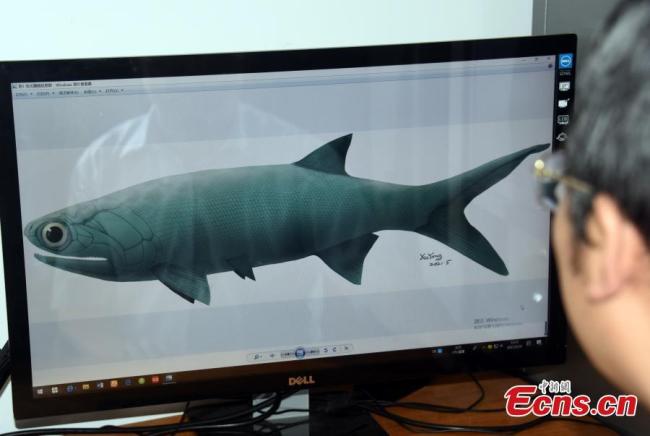 Το μεγαλύτερο ατομικό απολιθωμένο δείγμα του Zhang pteronisculus, ένα νέο pteronisculus, ψάρια με ακτινο-πτερύγια (Actinopterygli), παρουσιάζεται στο Ινστιτούτο Παλαιοντολογίας Σπονδυλωτών και Παλαιοανθρωπολογίας της Κινεζικής Ακαδημίας Επιστημών, 19 Μαΐου 2021. (Φωτογραφία: China News Service)