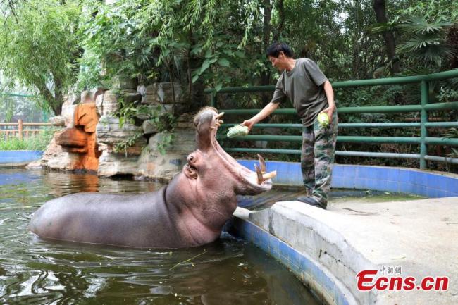 Ένας φροντιστής δίνει τζόνγκτζι (παραδοσιακό έδεσμα με ρύζι και φύλλα μπαμπού) στον ιπποπόταμο, στον ζωολογικό κήπο του Τζενγκτζόου στην επαρχία Χενάν, στις 9 Ιουνίου 2021. (Φωτογραφία: China News Service)
