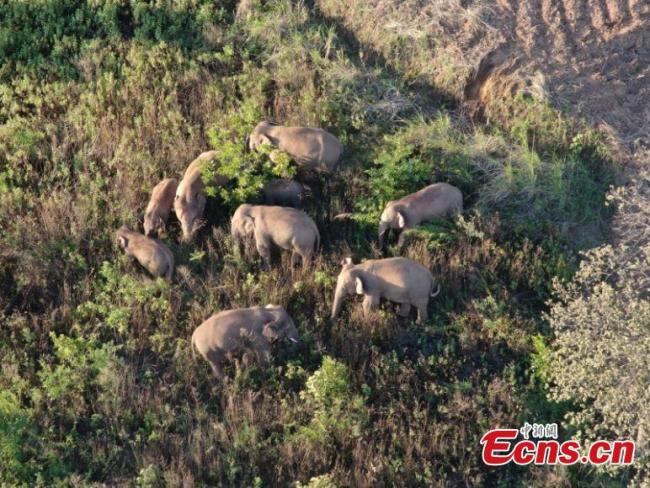 Η φωτογραφία δείχνει τους περιπλανώμενους άγριους ασιατικούς ελέφαντες στην επαρχία Γιουνάν της νοτιοδυτικής Κίνας. (Φωτογραφία από την Δασική Πυροσβεστική της επαρχίας Γιουνάν)