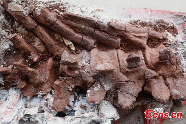 Η φωτογραφία που τραβήχτηκε στις 24 Ιουνίου 2021 δείχνει τα απολιθώματα δεινοσαύρων στην πόλη Λουφένγκ, στην επαρχία Γιουνάν της νοτιοδυτικής Κίνας. (Φωτογραφία / China News Service)