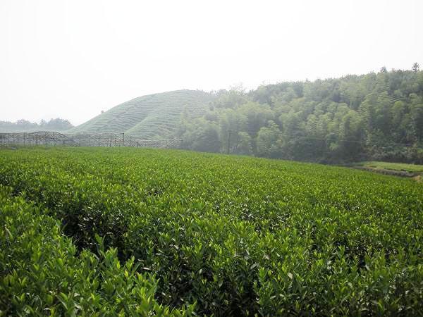 Fehér tea palánták ültetése Guangyuanban