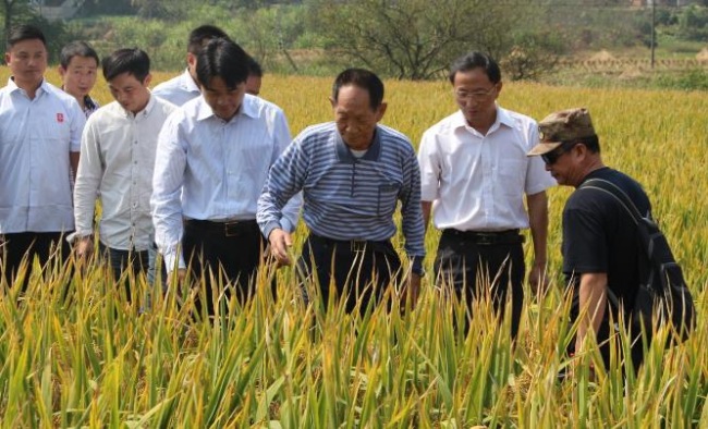 10 ottobre 2014, Yuan Longping ha effettuato un'ispezione in una base di super riso nello Hunan